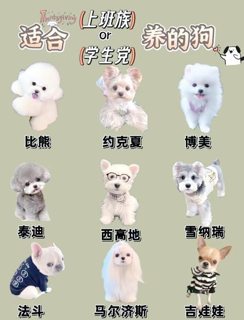 小型犬选什么？泰迪吉娃娃等，温顺好养，适合家庭（中小型宠物犬品种大全）