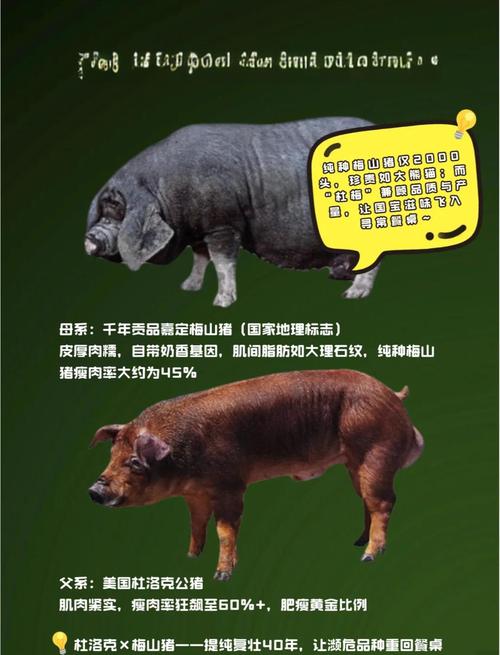 烈火猴克砍牛，混色水晶更实用（砍牛用什么属性宠物）