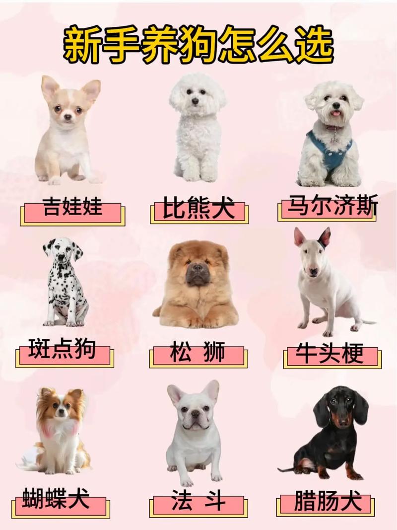 狗狗品种多样，聪明温顺各有千秋，给你带来陪伴与欢乐（宠物狗有哪些品种照片）