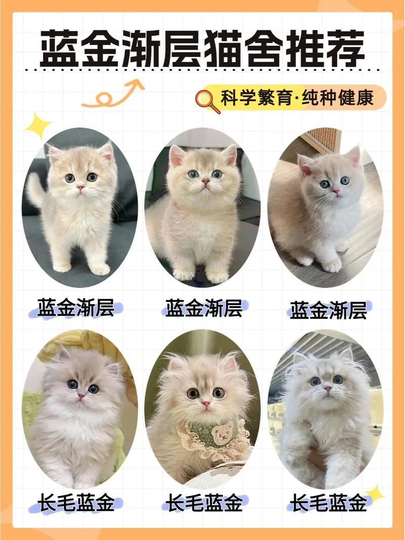 金渐层猫价格3500元到上万元，受血统和地域影响大（金渐层猫多少钱一只）