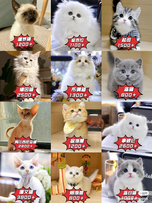 美短猫价格2000-5000元，颜值高易胖需精心照料（猫美短多少钱一只）