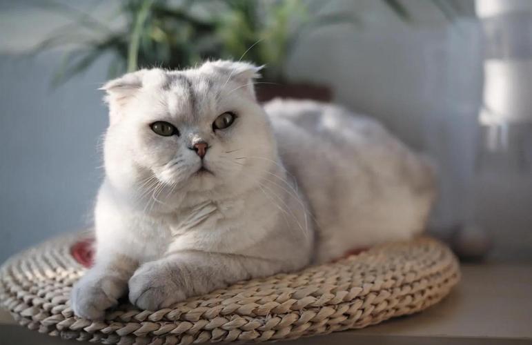 宫寒枝李秀芬方毅诚乔宛宛的故事（作者折耳根的猫）