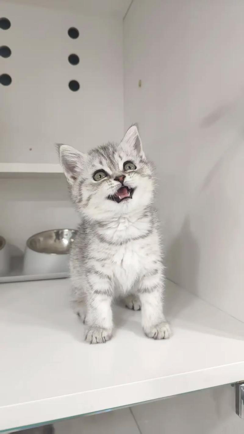 优雅性格，好养易分辨（正宗英短虎斑猫图片）
