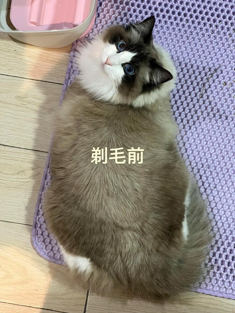 布偶猫剃毛后变黑？别剃！有风险（布偶猫咪可以剃毛么）