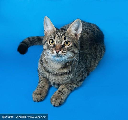 猫咪眼睛颜色变化过程（猫蓝色眼睛变黄了）
