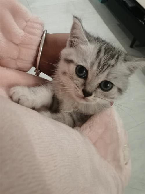 绿宝石般美短，活泼好奇，社交好伙伴！（40天短毛猫照片）