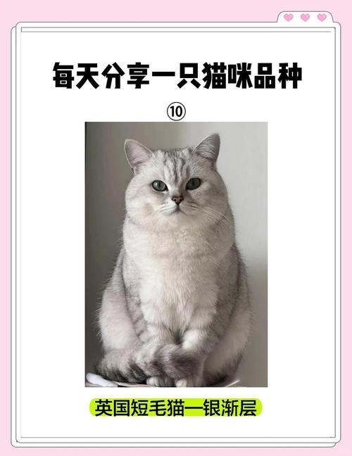 银渐层缺点多，养前需三思（银渐层猫为什么不建议养）