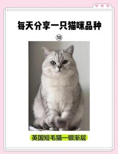 银渐层缺点多，养前需三思（银渐层猫为什么不建议养）