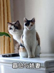 张凌赫家猫是三花还是布偶？（张凌赫养的猫是三花还是布偶）