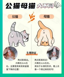 选公猫还是母猫？看你的生活节奏和喜好！（养猫养母的还是公的好）