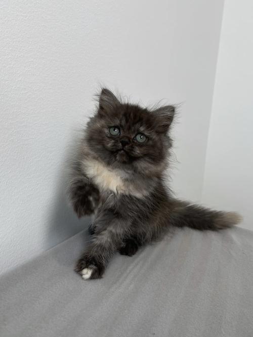 灰色猫不都一样？分清品种看脸型毛发！（灰色波斯猫图片）