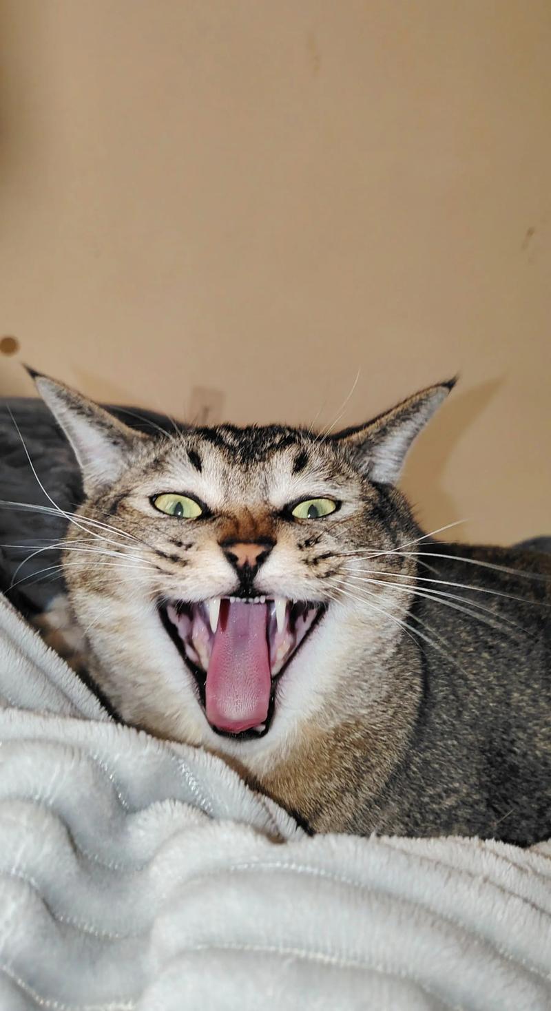 警惕突发物，猫怕狗噪音被抛弃（猫最怕什么东西）