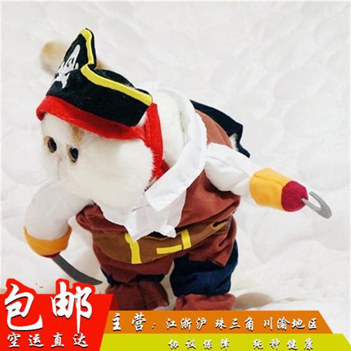 呆萌独特，但需关爱健康（三花折耳加菲猫）