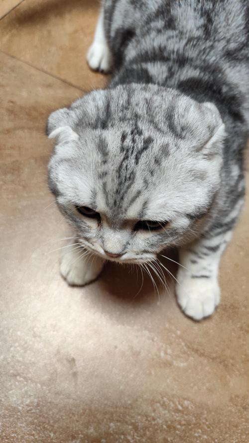 拒绝畸形审美，科学养宠，关爱折耳猫健康！（折耳的猫咪有缺陷吗）