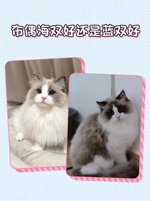 布偶猫英短蓝猫掉毛对比，谁更好养？（布偶猫和蓝猫哪个掉毛更严重）