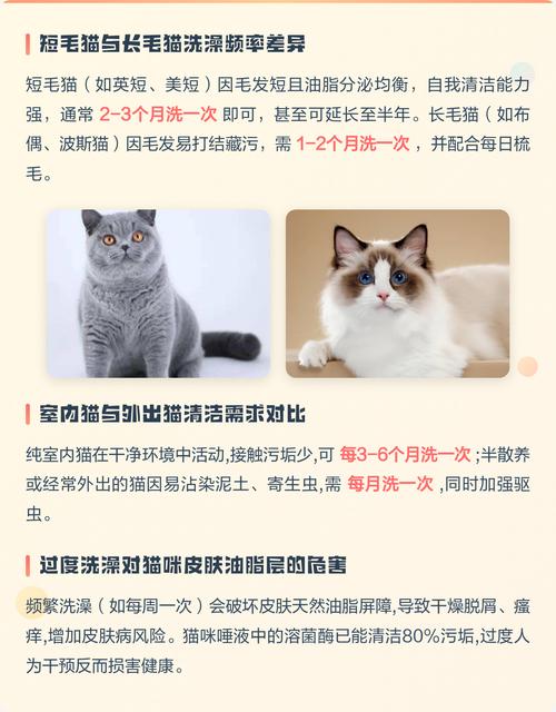 长毛猫洗澡频率因猫而异，日常梳毛更重要（长毛猫多久洗一次澡）