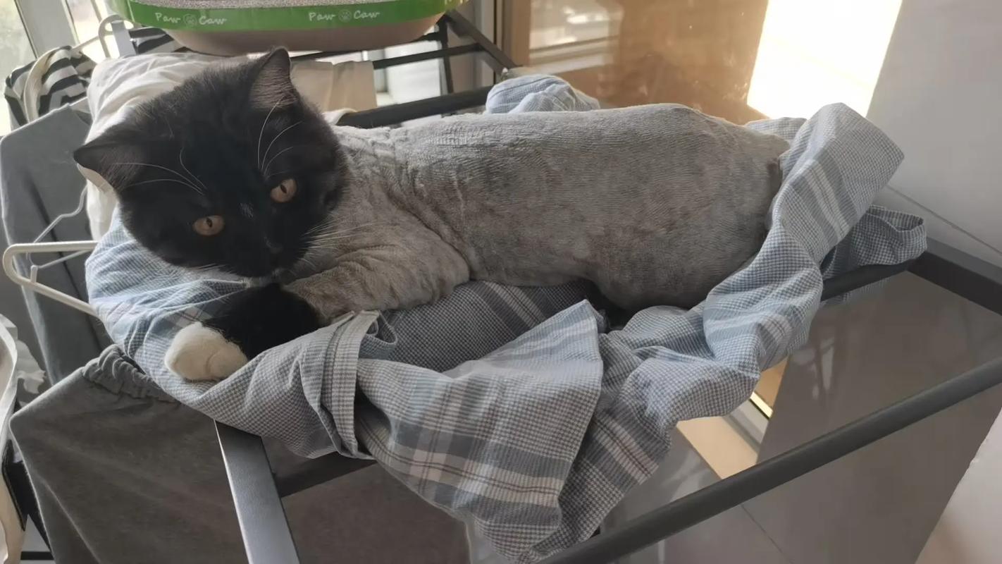 猫咪剃毛后皮肤微破怎么办？（给猫剃毛把咪咪剃破了怎么办）
