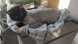 猫咪剃毛后皮肤微破怎么办？（给猫剃毛把咪咪剃破了怎么办）