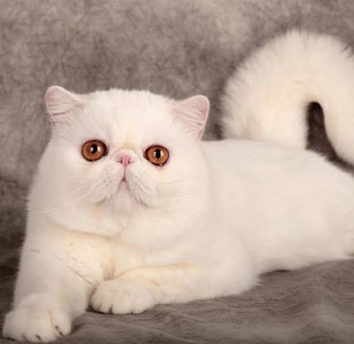 看脸型毛发，核验血统！（波斯猫怎么看纯不纯）