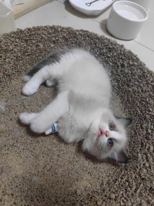 布偶猫怀孕63-67天，多胎类似，注意观察生产情况（布偶猫两胎的预产期一样吗）