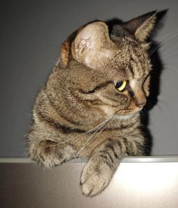 野性vs优雅（正宗虎斑猫图片）