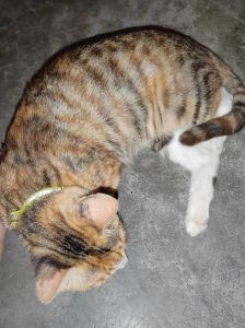 性格外貌大不同（狸花猫的毛比橘猫长）
