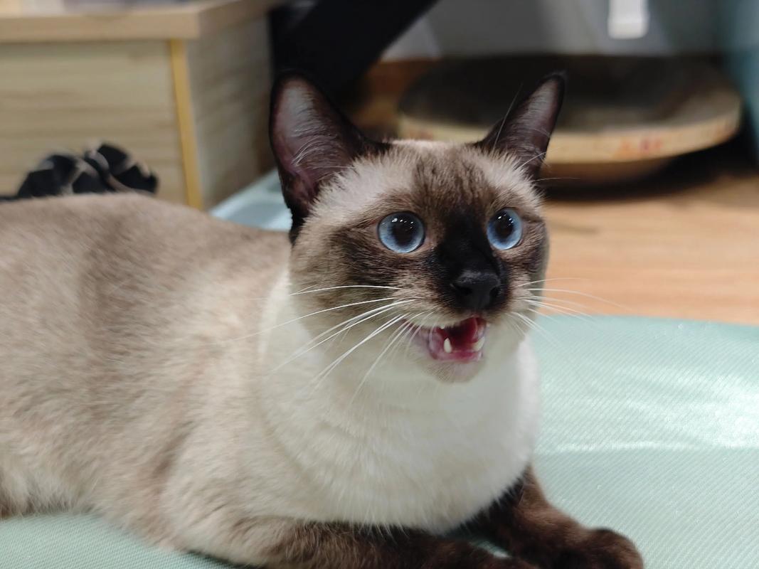 猫咪治愈心灵，带来快乐与陪伴（猫的图片大全大图）