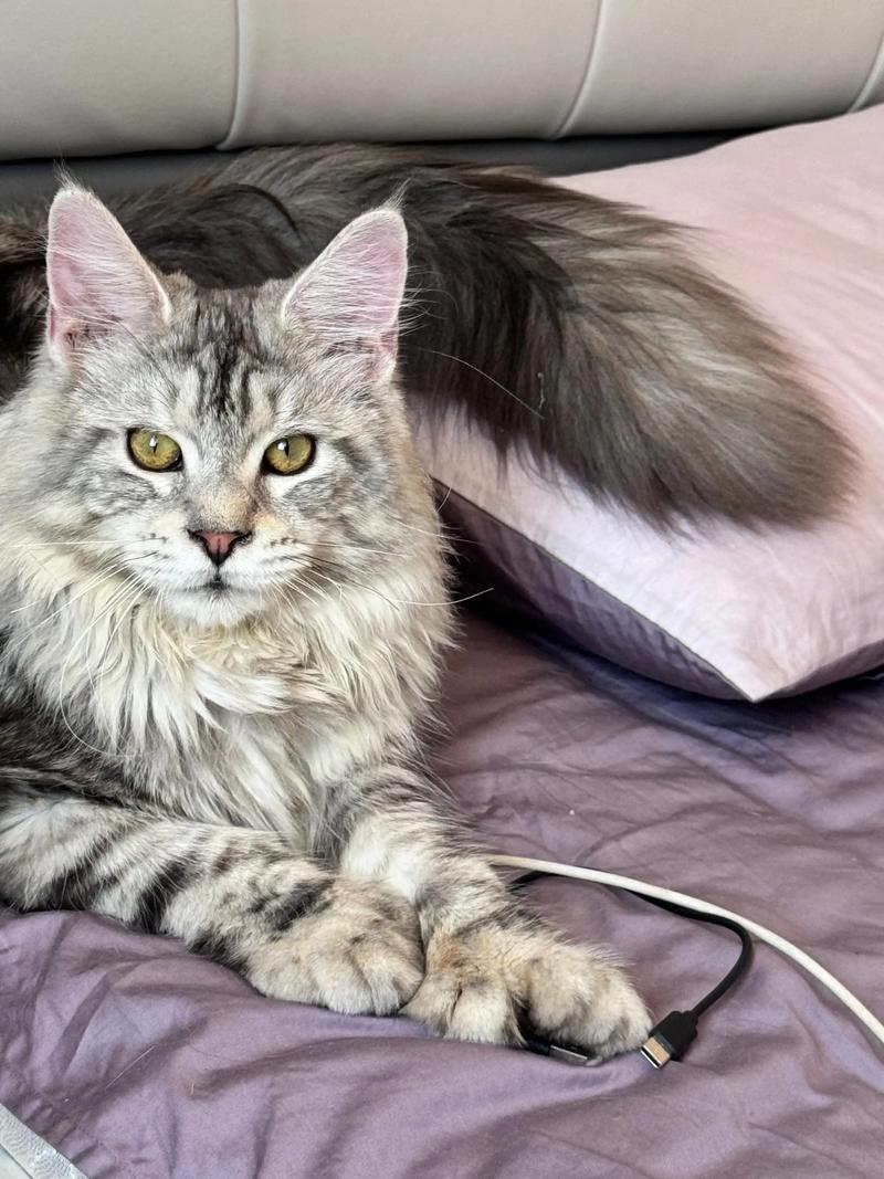 缅因虎斑猫高清图，优雅大气，适合装饰（缅因虎斑猫图片）