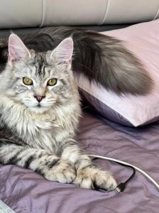 缅因虎斑猫高清图，优雅大气，适合装饰（缅因虎斑猫图片）