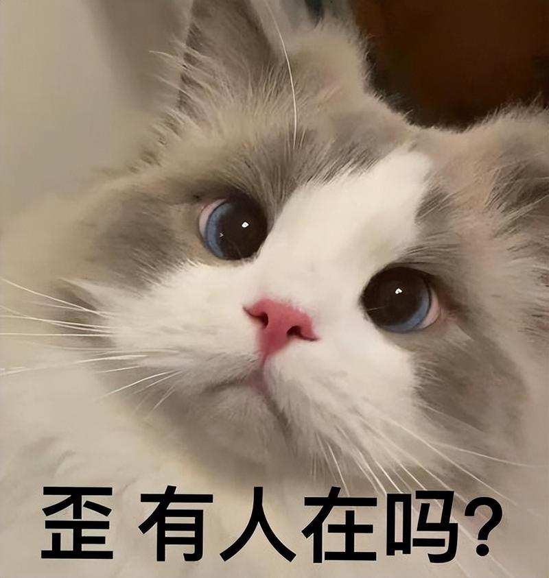 布偶猫泪痕多？清洁饮食减压全搞定（布偶猫泪痕严重怎么办）