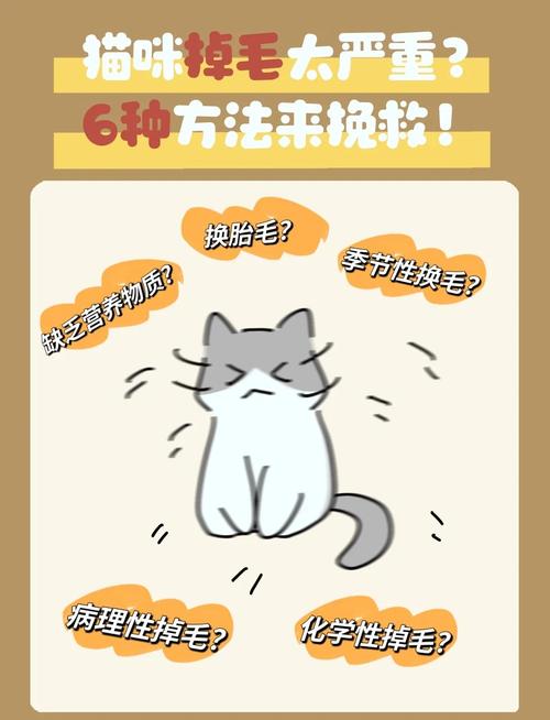 梳毛调饮食巧去猫毛（解决猫掉毛的妙招）
