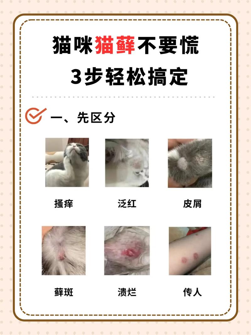 开结剂+梳子，勤梳防结更亲昵（猫毛结块最快消除方法）