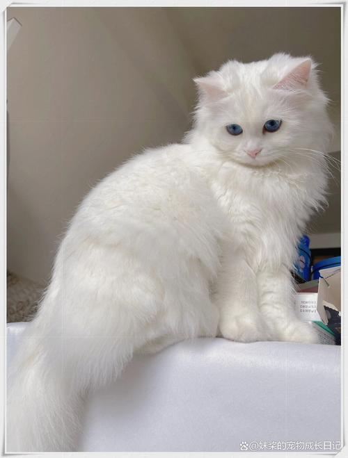 白色长毛猫品种多 护理需注意（白色的长毛猫是什么品种）
