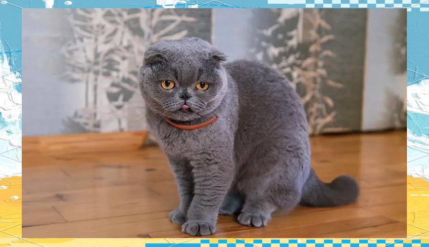 苏格兰折耳猫与男女主角的爱情故事（正当梨花开满 苏格兰折耳猫）