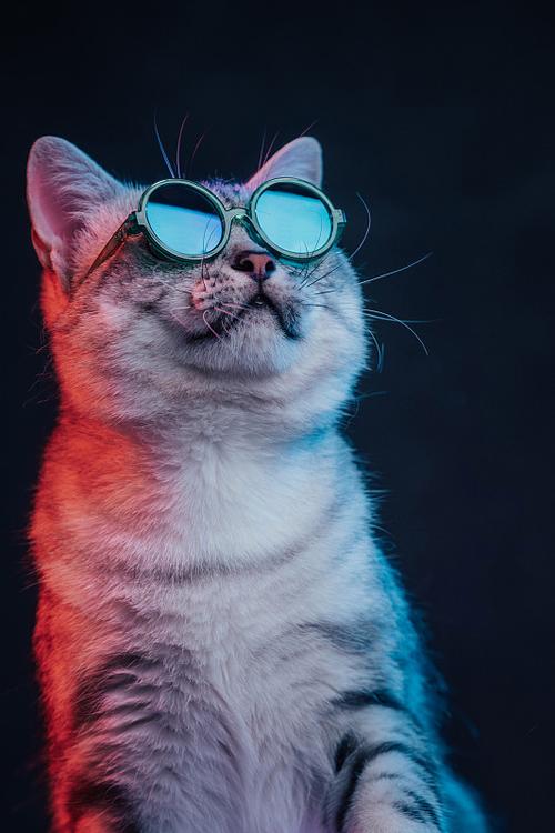 温顺可爱，理想伴侣猫！（美国短毛猫）