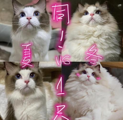 英短布偶掉毛量对比，哪个更好养？（布偶猫和英短哪个掉毛多）