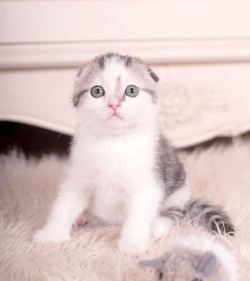 圆耳萌猫，优雅又贴心（长冬 苏格兰折耳猫）