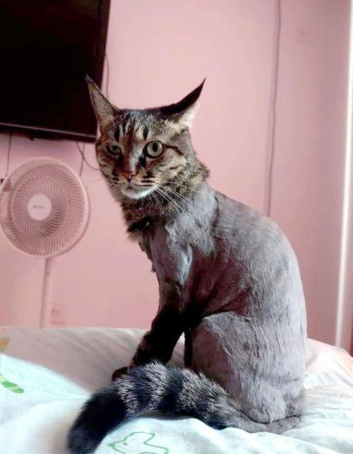 夏季爱猫别剃毛，科学降温更健康（三四个月猫咪可以剃毛吗）