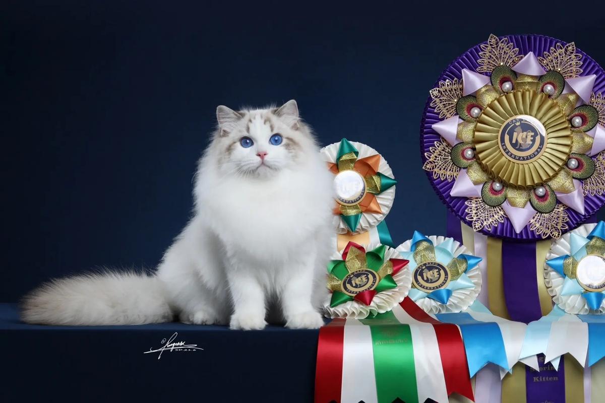 富婆太太爱养赛级布偶猫，身份象征！（五年了富婆太太圈那些娇贵的赛级布偶猫）