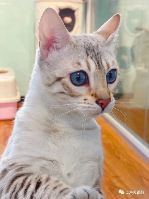 蓝猫橙眼，荒漠猫蓝眼，猫眼颜色多（山猫的眼睛是什么颜色就比较正宗）