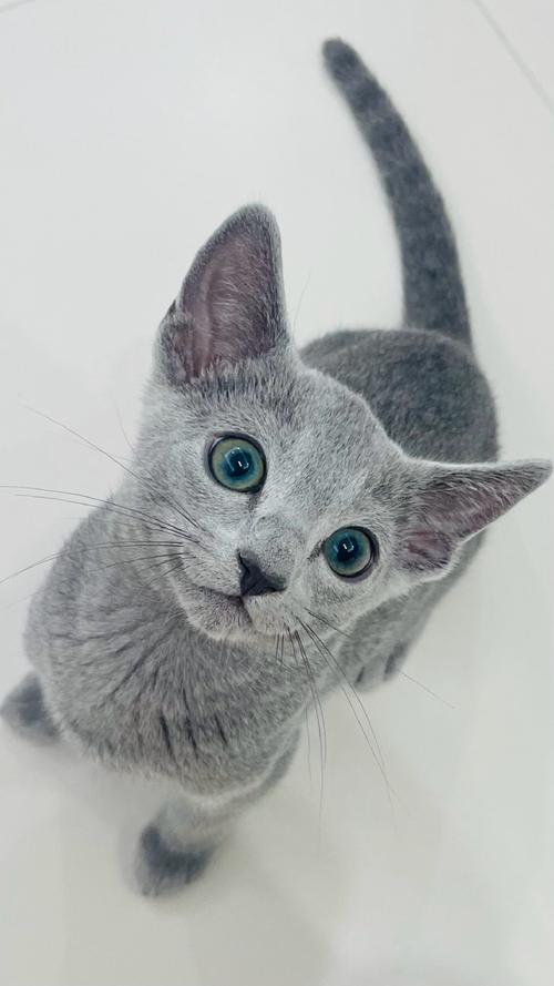 优雅天使，温顺亲人（俄罗斯蓝猫图片）