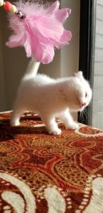 遇见苏格兰折耳猫，邂逅爱情与生活小确幸（千万人中遇见你全文苏格兰折耳猫）