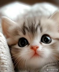 小猫图片治愈心灵，带来温暖与陪伴（生成一张小猫的图片）