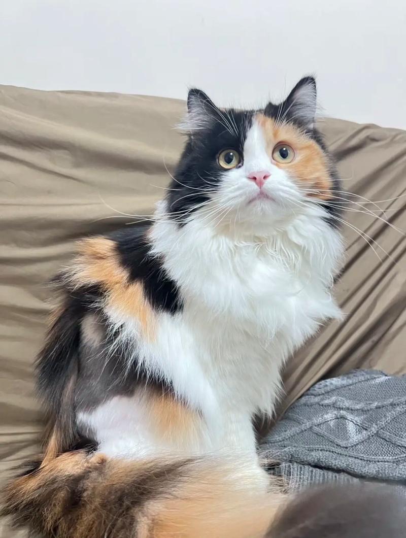 可爱三花猫，温馨宠物，带来欢乐（三花猫图片）