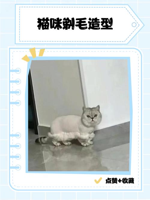 猫咪剃毛利弊多，需谨慎考虑再行动（给猫咪剃毛的好处）