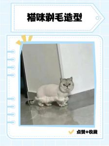 猫咪剃毛利弊多，需谨慎考虑再行动（给猫咪剃毛的好处）