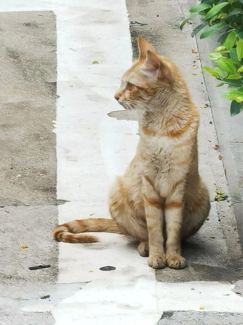 性格温顺粘人，超萌宠物首选（正宗橘猫图片）