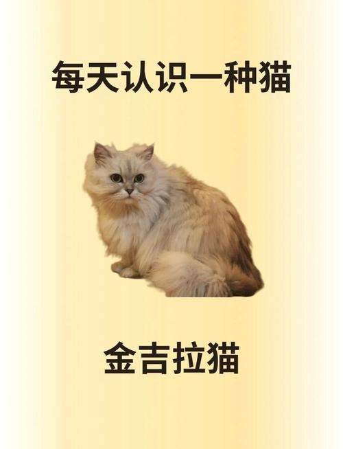 波斯猫和金吉拉的区别（波斯猫和金吉拉的区别）