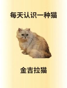 波斯猫和金吉拉的区别（波斯猫和金吉拉的区别）