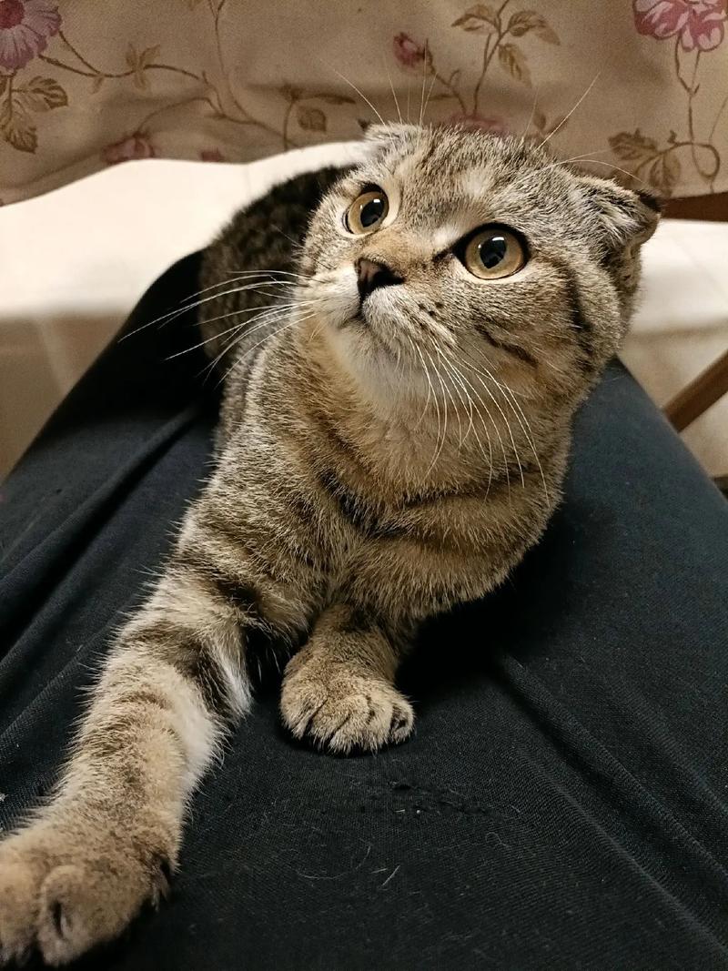 短耳猫咪逆风翻盘，耳东兔子造奇幻猫世界（短耳猫咪作品）